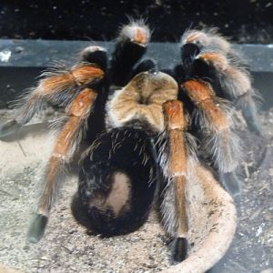 Mexican fire leg tarantula (Aphonopelma bicoloratum)