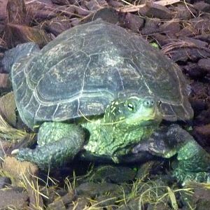 Big-headed pond turtle (Mauremys reevesii)
