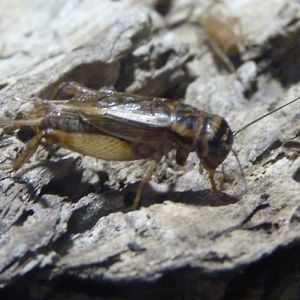 House cricket (Acheta domesticus)