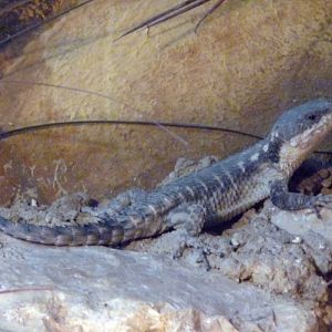 Dwarf sungazer (Cordylus tropidosternum)