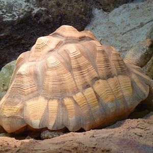 Ploughshare tortoise (Geochelone yniphora)