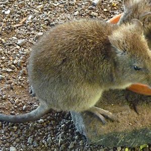 Long-nosed potoroo (Potorous tridactylus)