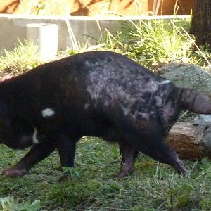 Tasmanian devil (Sarcophilus harrisii)