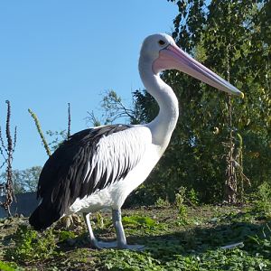 Australian pelican (Pelecanus conspicillatus)