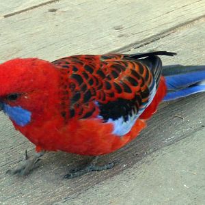 Crimson rosella (Platycercus elegans)