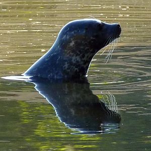Harbour seal (Phoca vitulina) and reflection