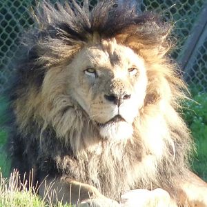 Lion (Panthera leo)