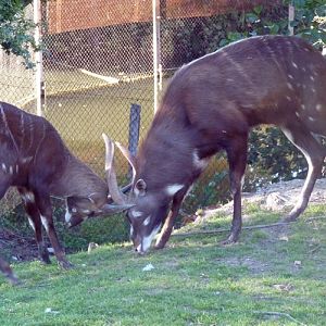 Western sitatunga (Tragelaphus spekii gratus) playing fight