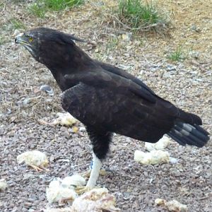 Long-crested eagle (Lophaetus occipitalis)