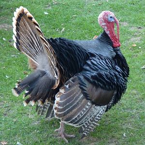 Common turkey (Meleagris gallopavo)