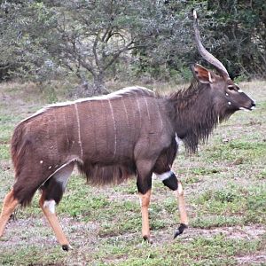 Lowland Nyala