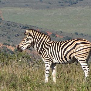 Burchell's Zebra