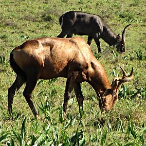 Red Hartebeest and Ellipsen Waterbuck
