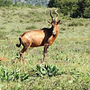 Red Hartebeest