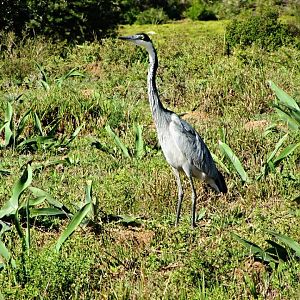 Black-headed Heron