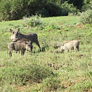 Southern Warthogs