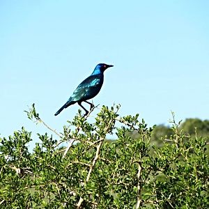 Greater Blue-eared Starling