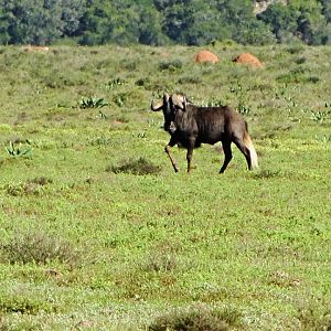 Black Wildebeest