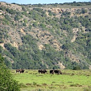 Black Wildebeest Herd
