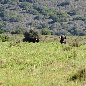 Black Wildebeest