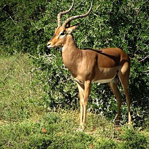 Common Impala