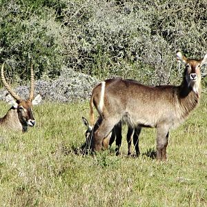 Ellipsen Waterbuck