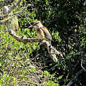 Brown-hooded Kingfisher