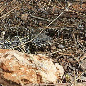 Shingleback (Tiliqua rugosa asper)