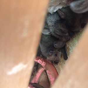 Lesser Long-eared Bat (Nyctophilus geoffroyi)