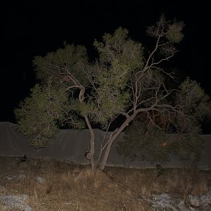 Southern Bent-winged Bat (Miniopterus schreibersii bassani)