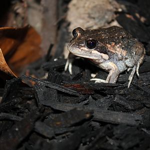 Eastern Banjo Frog (Limnodynastes dumerilii)
