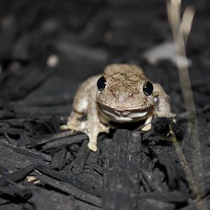 Peron's Tree Frog (Litoria peronii)