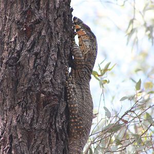 Lace Monitor (Varanus varius)