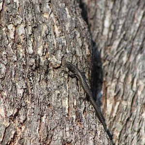 Ragged Snake-eyed Skink (Cryptoblepharus pannosus)