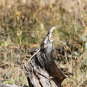Jacky Dragon (Amphibolurus muricatus)