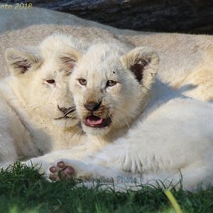 White Lion Cubs