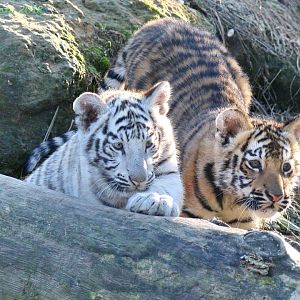 Unusual Bengal Tiger Twins