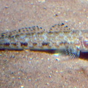 Goby for ID please!
