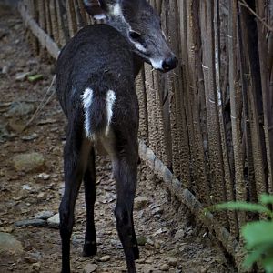 Tufted deer
