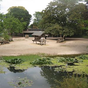 Cologne Zoo - Zebra exhibit