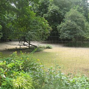 Cologne Zoo - Blackbuck exhibit