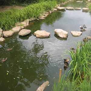 Cologne Zoo - Asian duck exhibit
