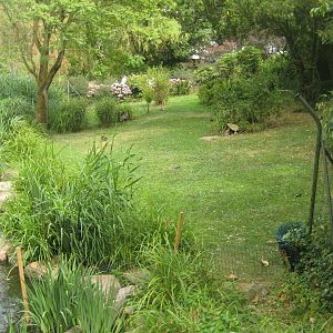 Cologne Zoo - Asian duck exhibit