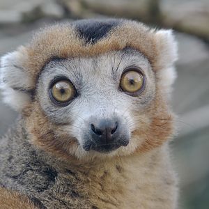 Crowned lemur