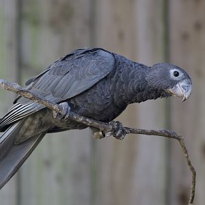 Greater vasa parrot