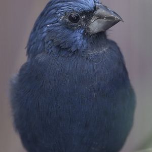 Ultramarine grosbeak