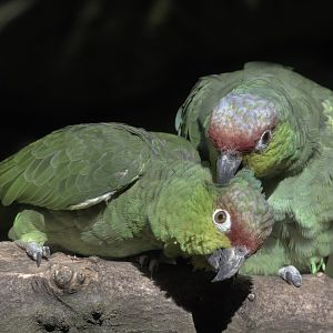 Lilacine amazon pair