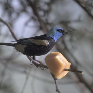 Blue-headed tanager