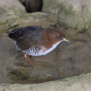 Red & white crake