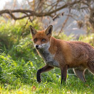 European red fox : British Wildlife Centre : 05 Oct 2018